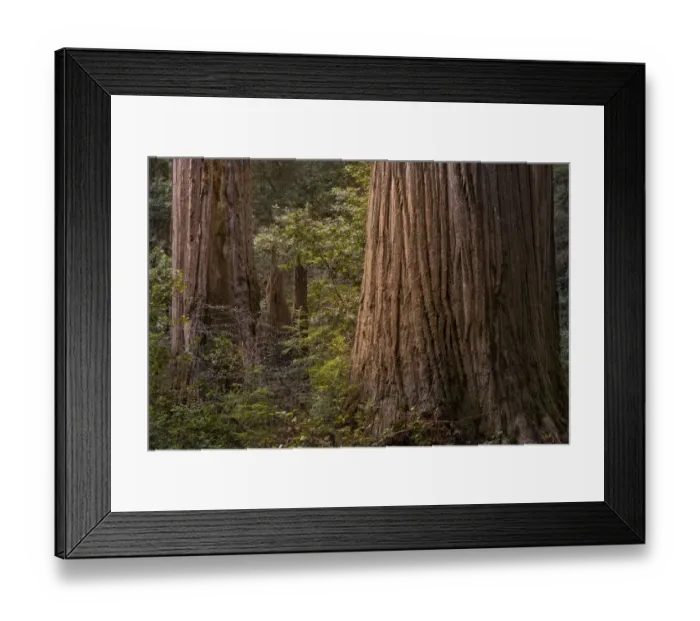 Framed Print : USA, California, Jedediah Smith Redwoods State Park. Scenic of coastal redwood tree forest Framed Print : USA, California, Jedediah Smith Redwoods State Park. Scenic of coastal redwood tree forest