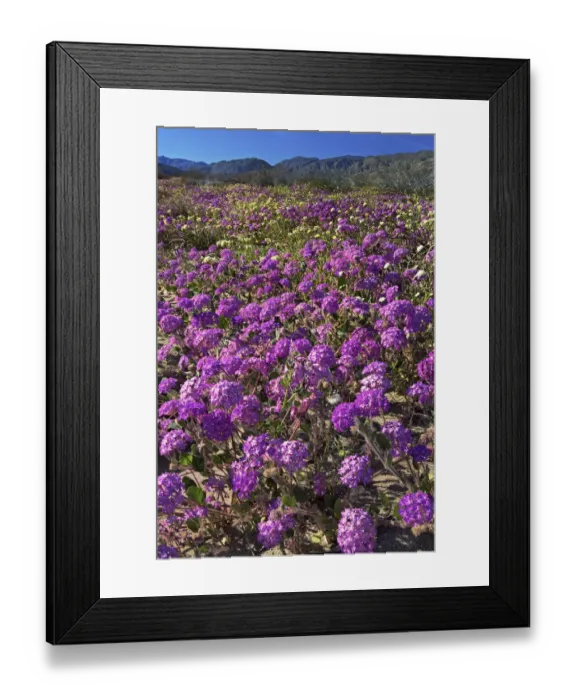 Framed Print : USA, California, Anza Borrego Desert State Park. Flowering desert sand verbena