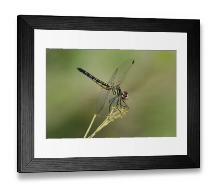 Framed Print : USA, California, Bishop. Blue dasher female dragonfly on stem Framed Print : USA, California, Bishop. Blue dasher female dragonfly on stem