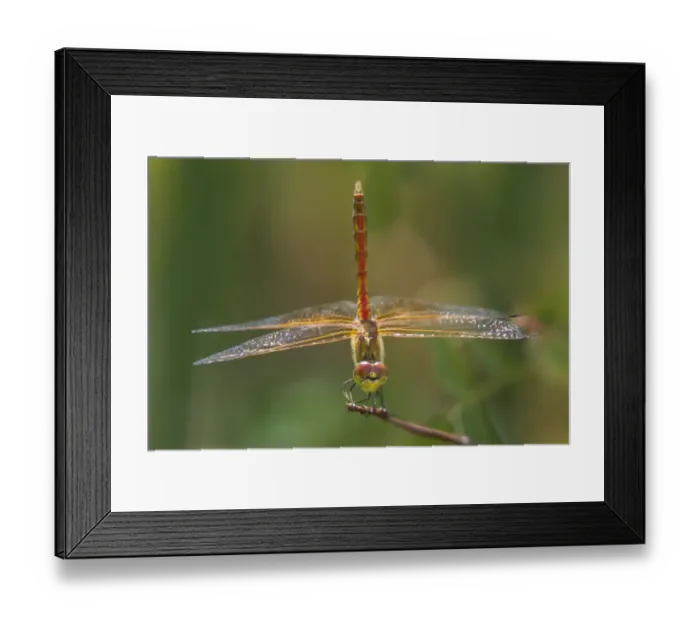 Framed Print : USA, California, Bishop. Male band-winged meadowhawk dragonfly on plant stem Framed Print : USA, California, Bishop. Male band-winged meadowhawk dragonfly on plant stem