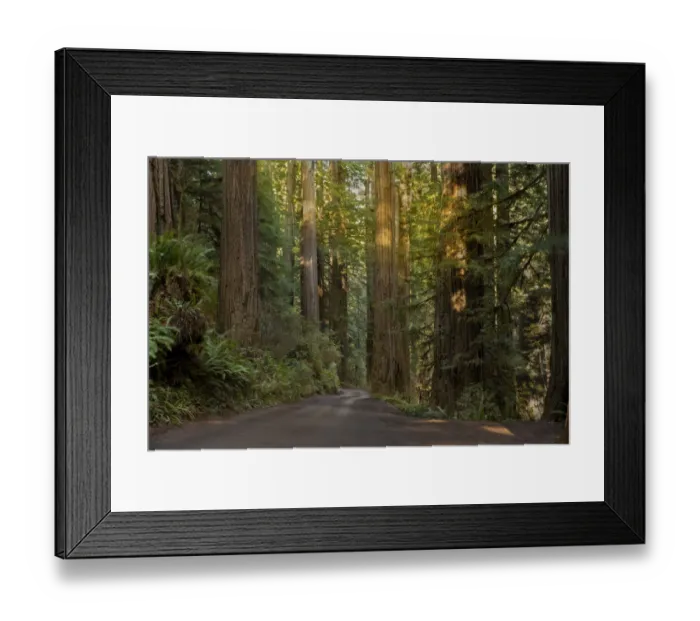 Framed Print : USA, California, Jedediah Smith Redwoods State Park. Dirt road winds through old growth coastal redwood trees Framed Print : USA, California, Jedediah Smith Redwoods State Park. Dirt road winds through old growth coastal redwood trees