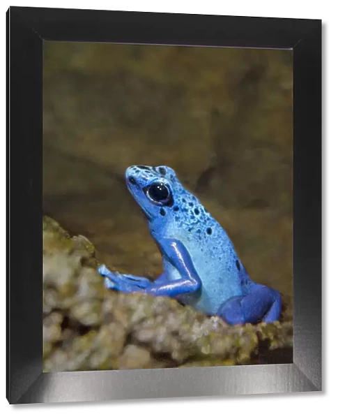 USA, California, Long Beach. Captive blue poison dart frog on rock in Aquarium of the Pacific