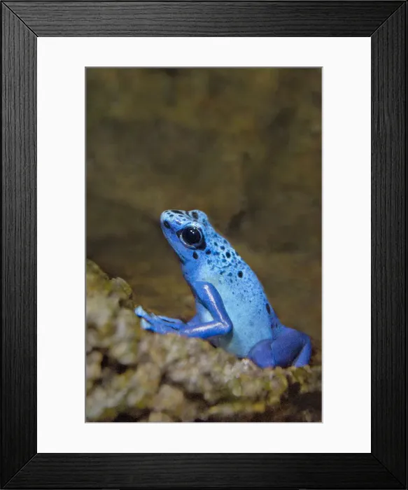 Framed Print : USA, California, Long Beach. Captive blue poison dart frog on rock in Aquarium of the Pacific Framed Print : USA, California, Long Beach. Captive blue poison dart frog on rock in Aquarium of the Pacific