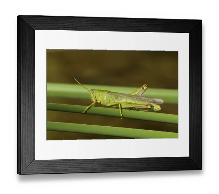 Framed Print : USA, California, Los Angeles County. Male green bird grasshopper on cattail reed