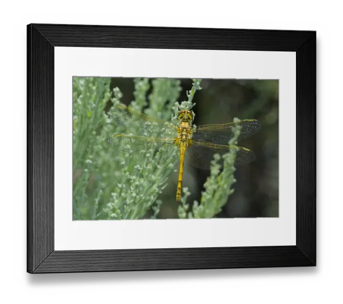 Framed Print : USA, California, Mono County. Female saffron-winged meadowhawk dragonfly on plant Framed Print : USA, California, Mono County. Female saffron-winged meadowhawk dragonfly on plant