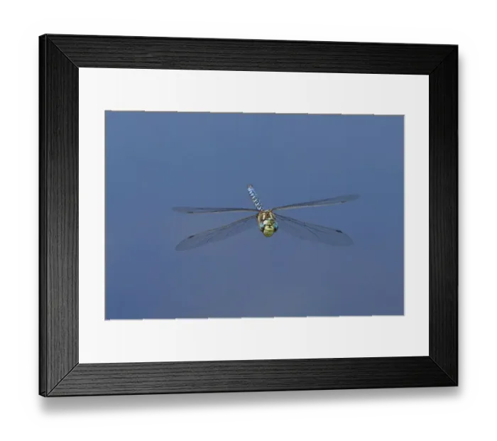Framed Print : USA, California, Mono County. Male paddle-tailed darner dragonfly in flight Framed Print : USA, California, Mono County. Male paddle-tailed darner dragonfly in flight
