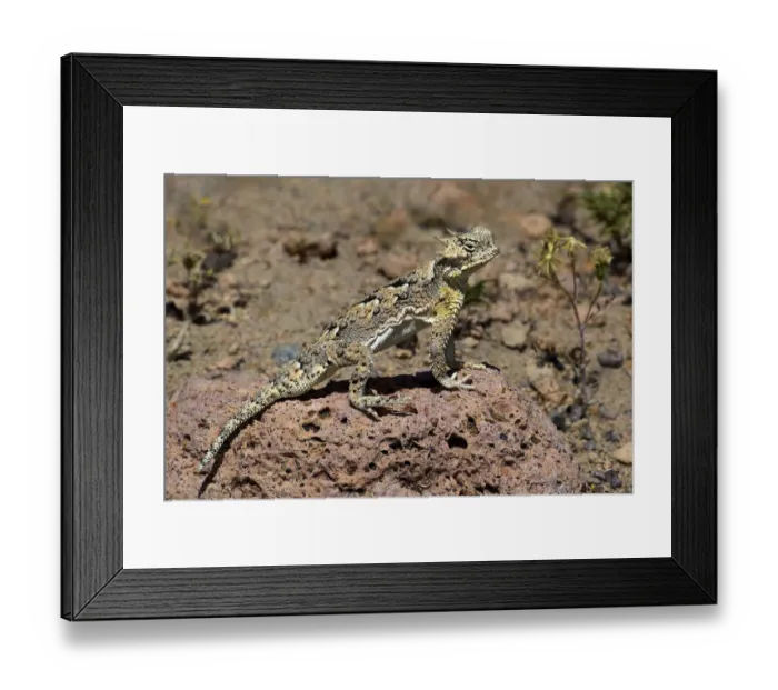 Framed Print : USA, California, Mono County. Southern desert horned lizard suns on rock Framed Print : USA, California, Mono County. Southern desert horned lizard suns on rock