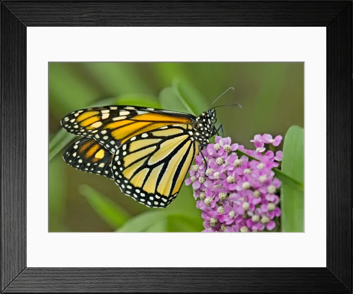 Framed Print : USA, California, Santa Barbara. Monarch butterfly on flower