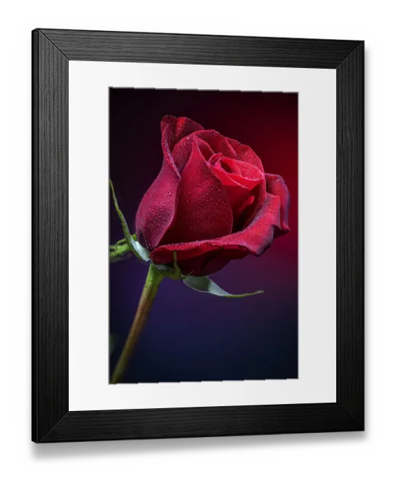 Framed Print : USA, Colorado, Fort Collins. Close-up of red rose flower Framed Print : USA, Colorado, Fort Collins. Close-up of red rose flower