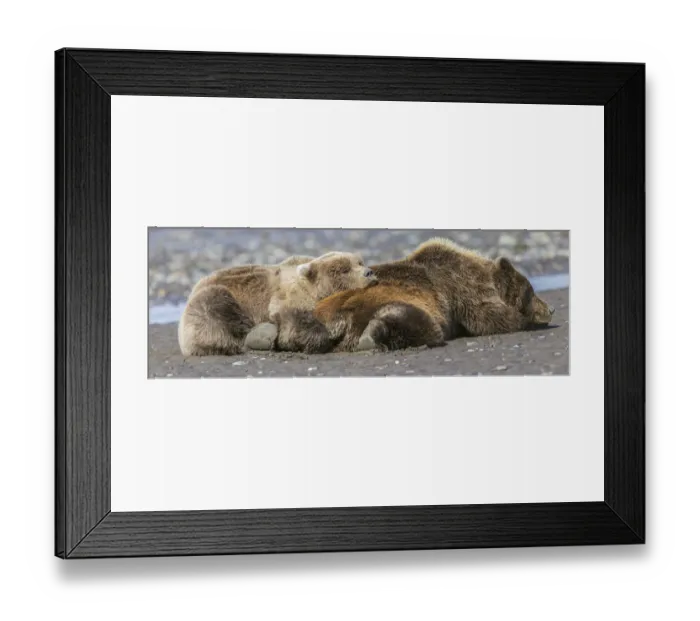 Framed Print : Female grizzly bear with second year cub sleeping on her back, Lake Clark National Park and Preserve, Alaska