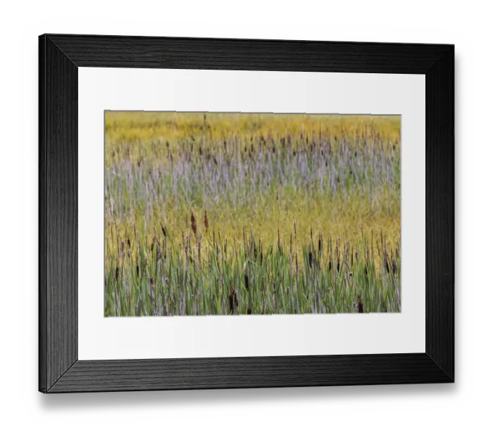 Framed Print : Cattails, Margaret Eagan Sullivan Park, Anchorage, Alaska Framed Print : Cattails, Margaret Eagan Sullivan Park, Anchorage, Alaska