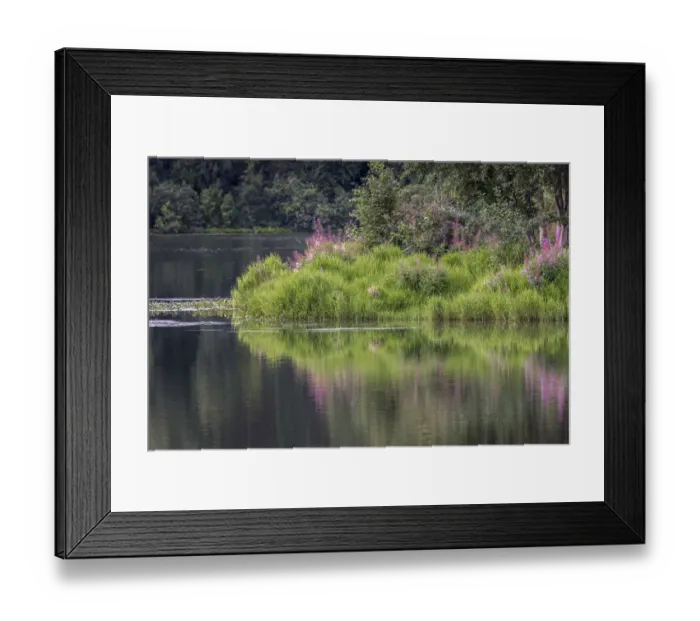 Framed Print : Fireweed blooming on small island in lake, Margaret Eagan Sullivan Park, Anchorage, Alaska Framed Print : Fireweed blooming on small island in lake, Margaret Eagan Sullivan Park, Anchorage, Alaska