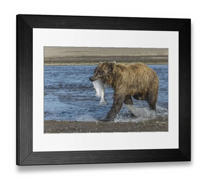 Framed Print : Grizzly bear with salmon in mouth, Silver Salmon Creek Lake Clark National Park and Preserve, Alaska Framed Print : Grizzly bear with salmon in mouth, Silver Salmon Creek Lake Clark National Park and Preserve, Alaska