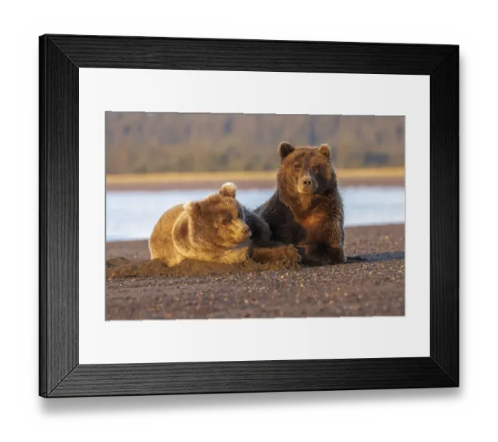 Framed Print : Adult female grizzly bear and cub sleeping together on beach at sunrise, Lake Clark National Park and Preserve, Alaska