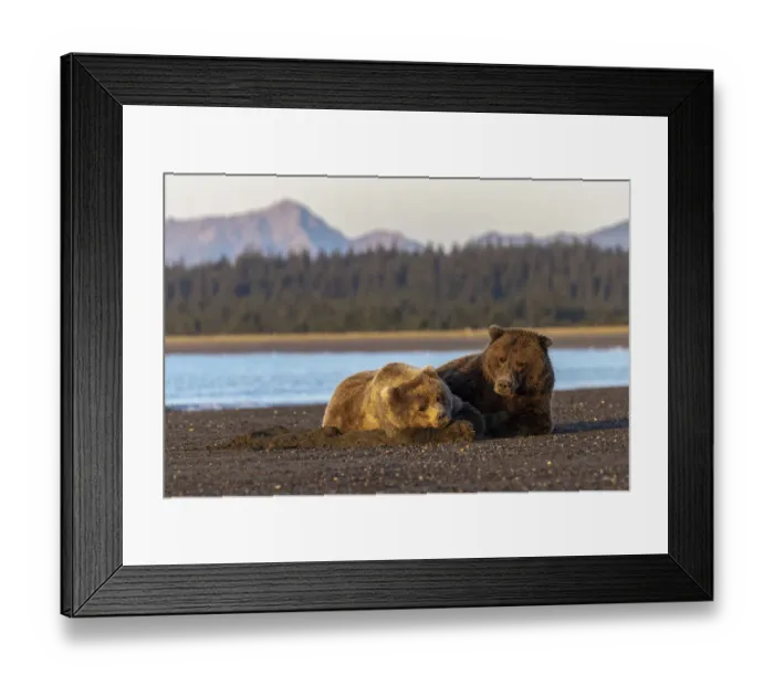 Framed Print : Adult female grizzly bear and cub sleeping together on beach at sunrise, Lake Clark National Park and Preserve, Alaska Framed Print : Adult female grizzly bear and cub sleeping together on beach at sunrise, Lake Clark National Park and Preserve, Alaska
