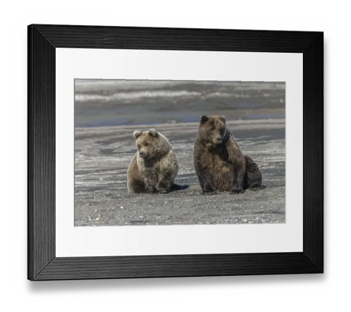 Framed Print : Grizzly bear cub and adult female together, Lake Clark National Park and Preserve, Alaska, Silver Salmon Creek Framed Print : Grizzly bear cub and adult female together, Lake Clark National Park and Preserve, Alaska, Silver Salmon Creek