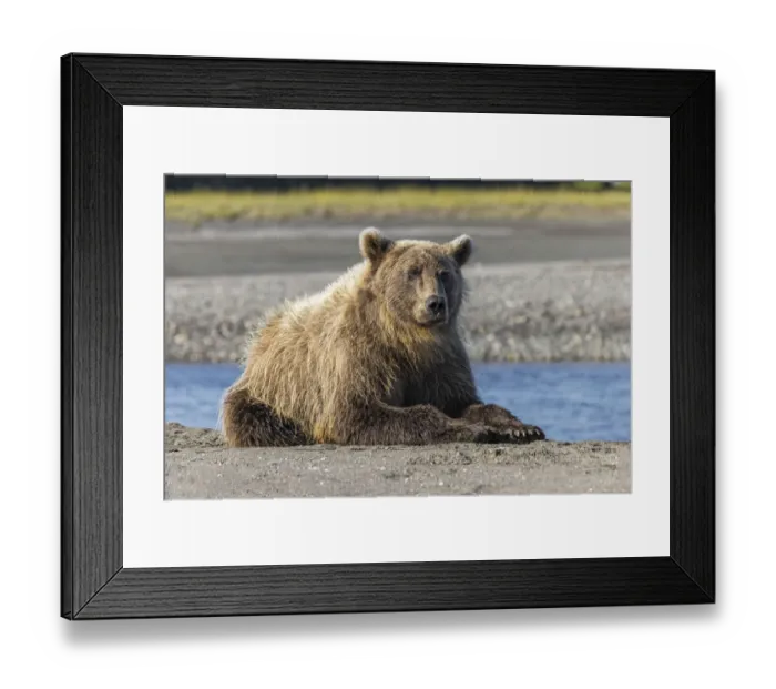 Framed Print : Grizzly bear resting on shoreline, Lake Clark National Park and Preserve, Alaska, Silver Salmon Creek Framed Print : Grizzly bear resting on shoreline, Lake Clark National Park and Preserve, Alaska, Silver Salmon Creek