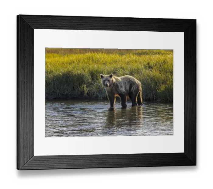 Framed Print : Grizzly bear cub crossing grassy meadow, Lake Clark National Park and Preserve, Alaska, Silver Salmon Creek Framed Print : Grizzly bear cub crossing grassy meadow, Lake Clark National Park and Preserve, Alaska, Silver Salmon Creek