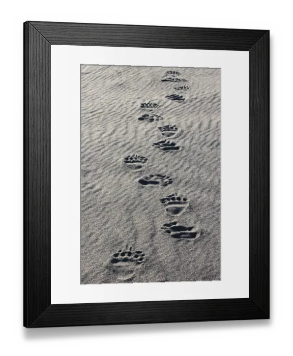 Framed Print : Adult grizzly bear tracks on sandy beach, Lake Clark National Park and Preserve, Alaska, Silver Salmon Creek