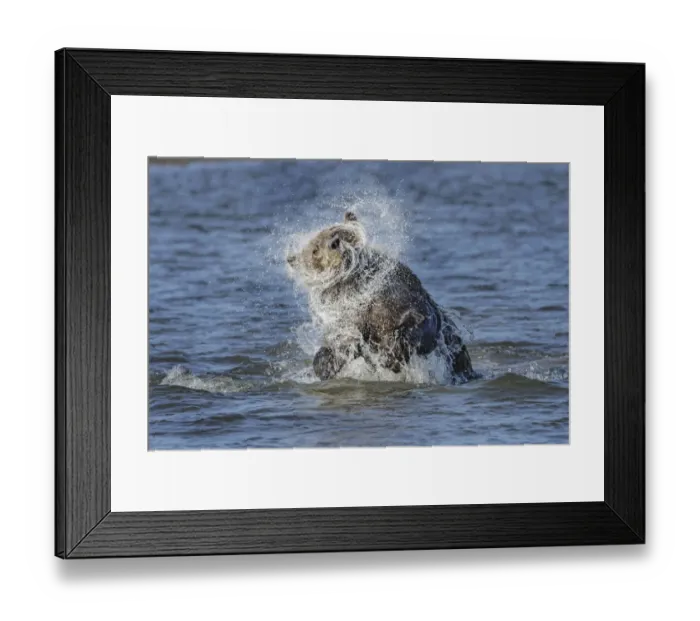 Framed Print : Adult grizzly bear chasing fish and shaking water off head, Lake Clark National Park and Preserve, Alaska, Silver Salmon Creek Framed Print : Adult grizzly bear chasing fish and shaking water off head, Lake Clark National Park and Preserve, Alaska, Silver Salmon Creek