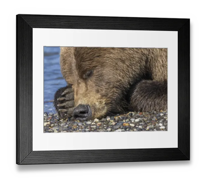 Framed Print : Adult grizzly bear resting on beach, Lake Clark National Park and Preserve, Alaska, Silver Salmon Creek Framed Print : Adult grizzly bear resting on beach, Lake Clark National Park and Preserve, Alaska, Silver Salmon Creek
