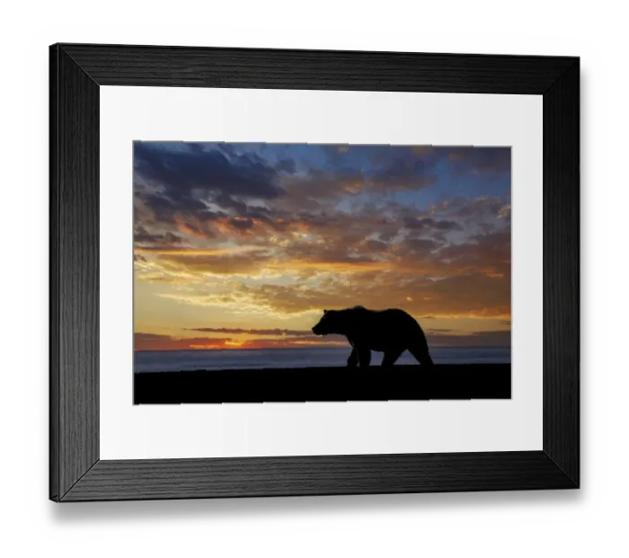 Framed Print : Adult grizzly bear silhouetted at sunrise, Lake Clark National Park and Preserve, Alaska, Silver Salmon Creek