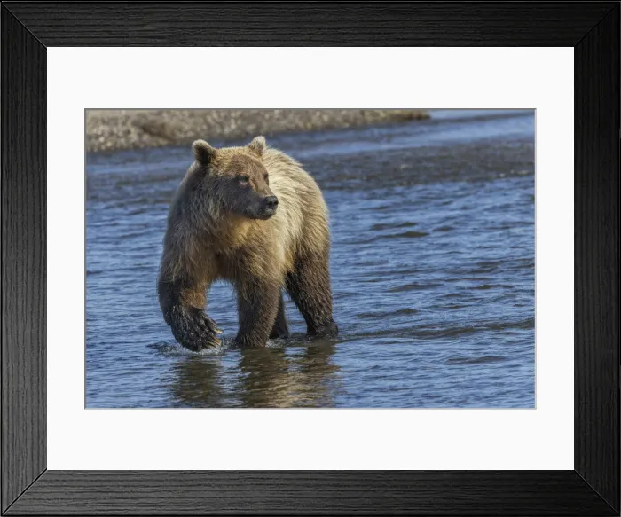 Framed Print : Adult grizzly bear chasing fish, Lake Clark National Park and Preserve, Alaska, Silver Salmon Creek