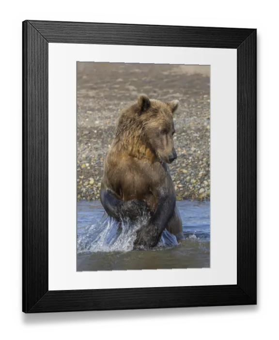 Framed Print : Adult grizzly bear chasing fish, Lake Clark National Park and Preserve, Alaska, Silver Salmon Creek Framed Print : Adult grizzly bear chasing fish, Lake Clark National Park and Preserve, Alaska, Silver Salmon Creek