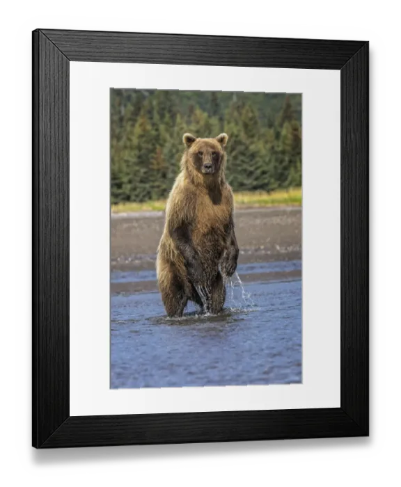 Framed Print : Grizzly bear standing, Lake Clark National Park and Preserve, Alaska