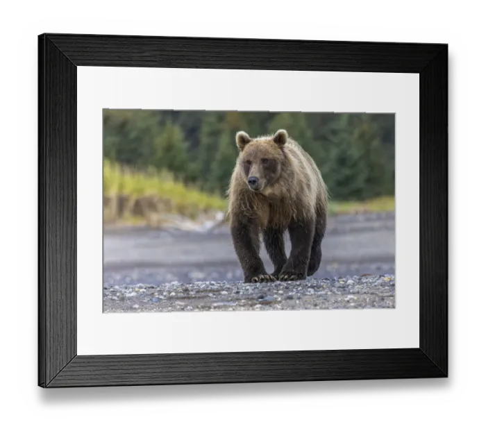Framed Print : Grizzly bear, Lake Clark National Park and Preserve, Alaska
