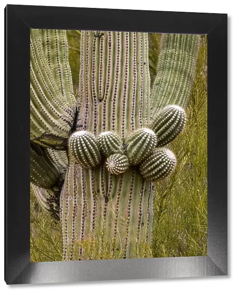 USA, Arizona, Catalina. Close-up of saguaro cactus buds