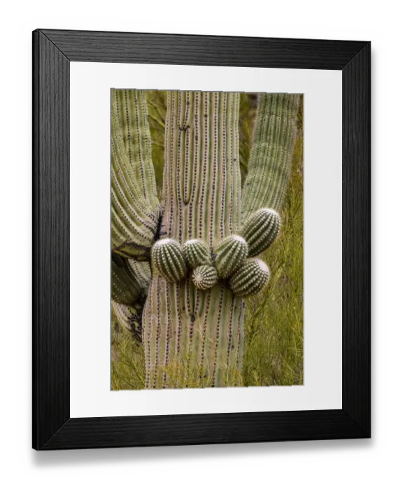 Framed Print : USA, Arizona, Catalina. Close-up of saguaro cactus buds Framed Print : USA, Arizona, Catalina. Close-up of saguaro cactus buds