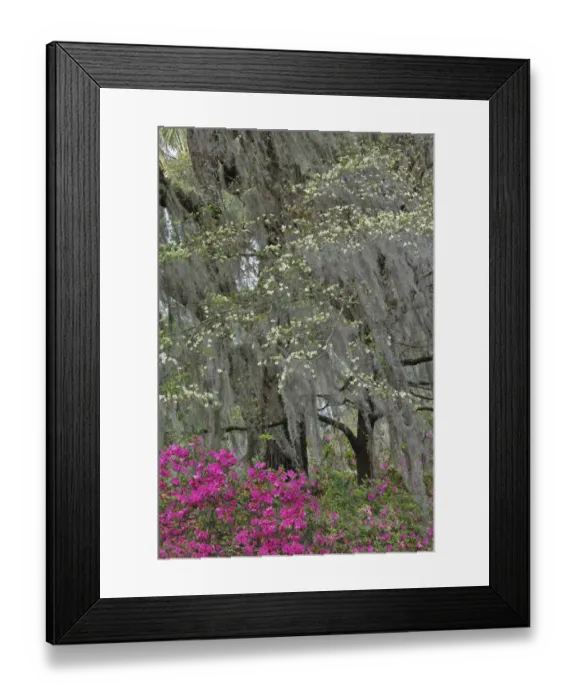 Framed Print : Flowering dogwood trees and azaleas in full bloom in spring, Bonaventure Cemetery, Savannah, Georgia