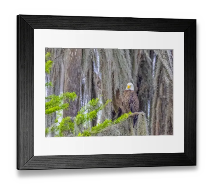 Framed Print : United States, Florida, Birds around Lochloosa Lake Framed Print : United States, Florida, Birds around Lochloosa Lake