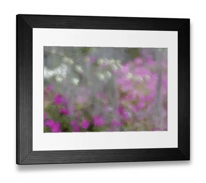 Framed Print : Soft focus view of flowering dogwood trees and azaleas in full bloom in spring, Bonaventure Cemetery, Savannah, Georgia Framed Print : Soft focus view of flowering dogwood trees and azaleas in full bloom in spring, Bonaventure Cemetery, Savannah, Georgia