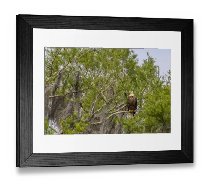 Framed Print : Usa, Florida. Bald eagle sitting in trees around Lochloosa Lake Framed Print : Usa, Florida. Bald eagle sitting in trees around Lochloosa Lake