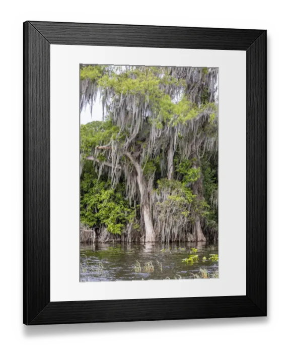Framed Print : Usa, Florida. Cypress trees around Lochloosa Lake Framed Print : Usa, Florida. Cypress trees around Lochloosa Lake