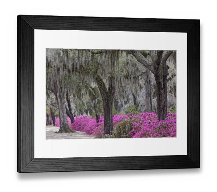 Framed Print : Live oak trees draped in Spanish moss and azaleas in full bloom in spring, Bonaventure Cemetery, Savannah, Georgia Framed Print : Live oak trees draped in Spanish moss and azaleas in full bloom in spring, Bonaventure Cemetery, Savannah, Georgia