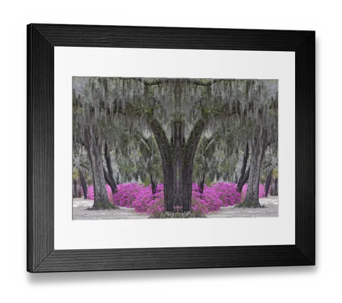 Framed Print : Live oak trees draped in Spanish moss and azaleas in full bloom in spring, Bonaventure Cemetery, Savannah, Georgia Framed Print : Live oak trees draped in Spanish moss and azaleas in full bloom in spring, Bonaventure Cemetery, Savannah, Georgia