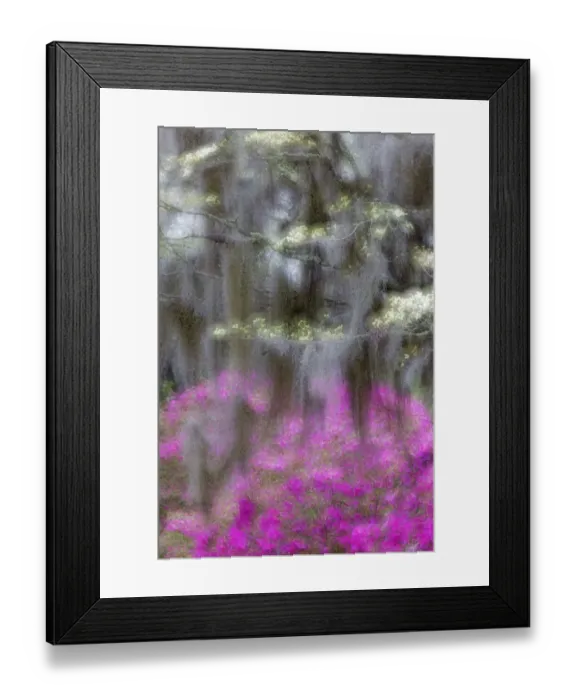 Framed Print : Soft focus view of flowering dogwood trees and azaleas in full bloom in spring, Bonaventure Cemetery, Savannah, Georgia