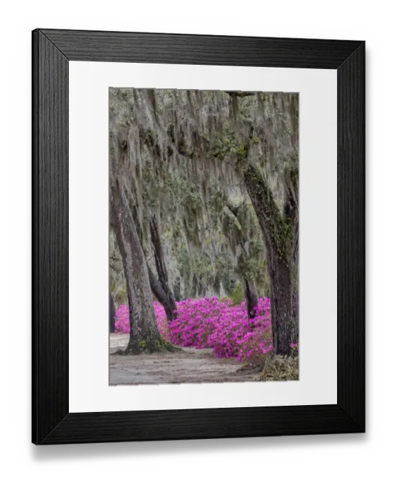 Framed Print : Bonaventure Cemetery, Georgia, Savannah Framed Print : Bonaventure Cemetery, Georgia, Savannah