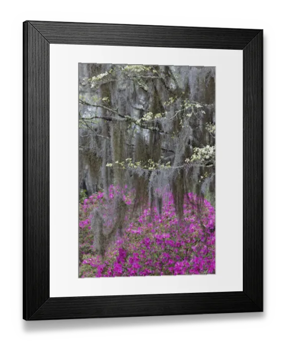 Framed Print : Flowering dogwood trees and azaleas in full bloom in spring, Bonaventure Cemetery, Savannah, Georgia Framed Print : Flowering dogwood trees and azaleas in full bloom in spring, Bonaventure Cemetery, Savannah, Georgia