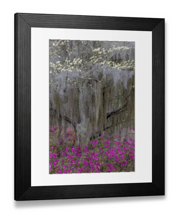 Framed Print : Flowering dogwood trees and azaleas in full bloom in spring, Bonaventure Cemetery, Savannah, Georgia