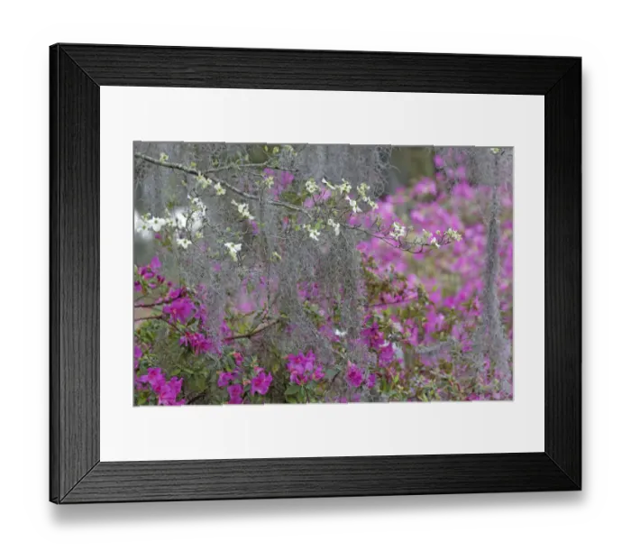 Framed Print : Flowering dogwood trees and azaleas in full bloom in spring, Bonaventure Cemetery, Savannah, Georgia Framed Print : Flowering dogwood trees and azaleas in full bloom in spring, Bonaventure Cemetery, Savannah, Georgia