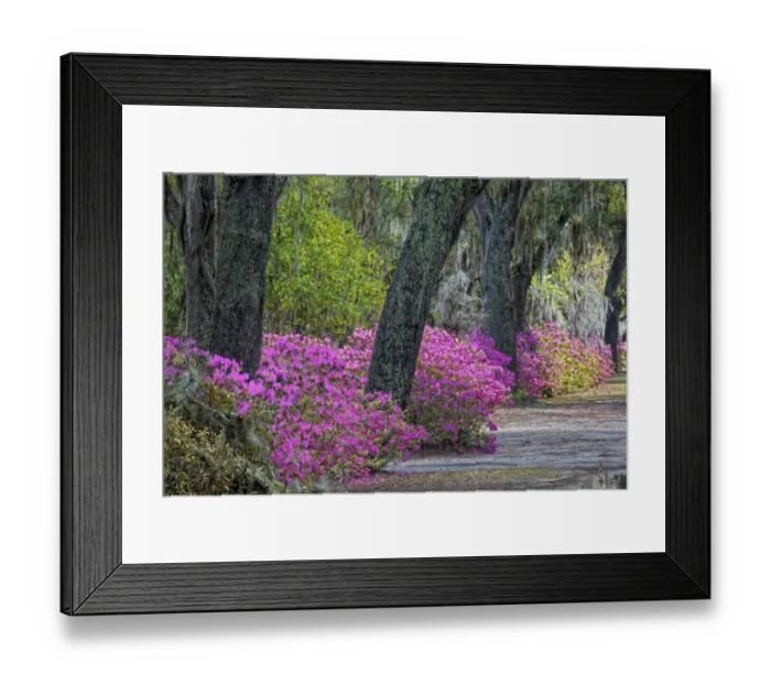 Framed Print : Rural road with azaleas and live oaks lining roadway, Bonaventure Cemetery, Savannah, Georgia Framed Print : Rural road with azaleas and live oaks lining roadway, Bonaventure Cemetery, Savannah, Georgia