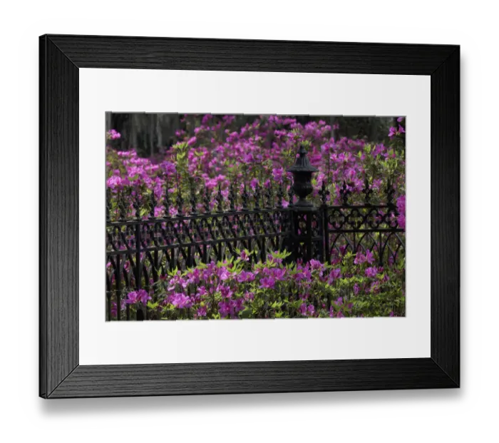 Framed Print : Iron fence and azaleas in full bloom, Bonaventure Cemetery, Savannah, Georgia Framed Print : Iron fence and azaleas in full bloom, Bonaventure Cemetery, Savannah, Georgia
