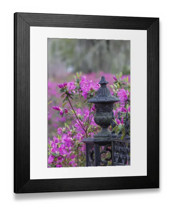 Framed Print : Iron fence and azaleas in full bloom, Bonaventure Cemetery, Savannah, Georgia