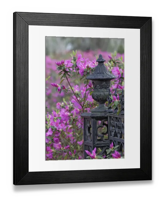 Framed Print : Iron fence and azaleas in full bloom, Bonaventure Cemetery, Savannah, Georgia Framed Print : Iron fence and azaleas in full bloom, Bonaventure Cemetery, Savannah, Georgia