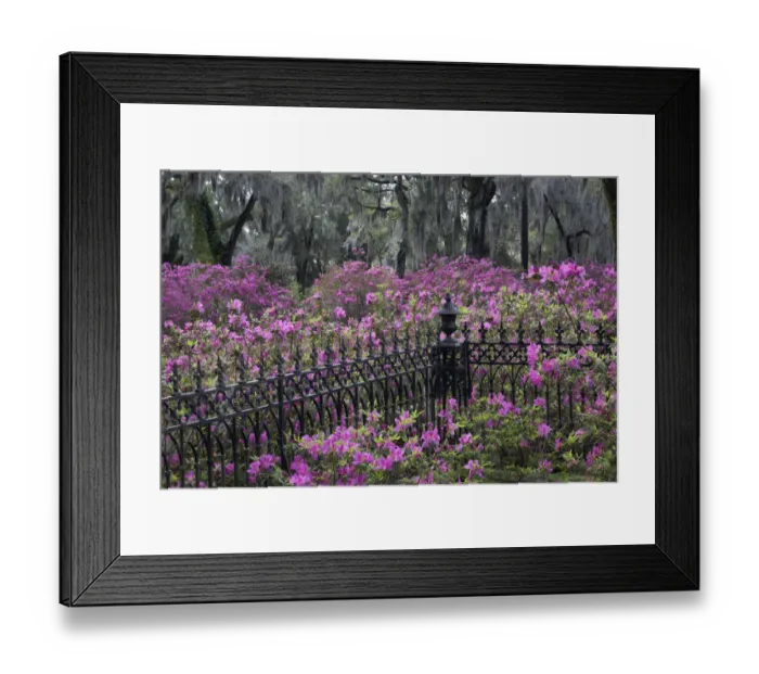 Framed Print : Iron fence and azaleas in full bloom, Bonaventure Cemetery, Savannah, Georgia Framed Print : Iron fence and azaleas in full bloom, Bonaventure Cemetery, Savannah, Georgia