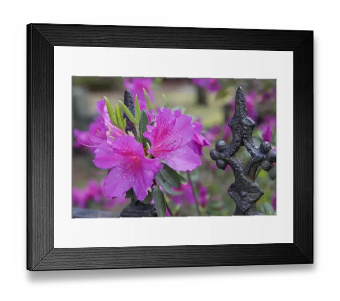 Framed Print : Iron fence and azaleas in full bloom, Bonaventure Cemetery, Savannah, Georgia Framed Print : Iron fence and azaleas in full bloom, Bonaventure Cemetery, Savannah, Georgia